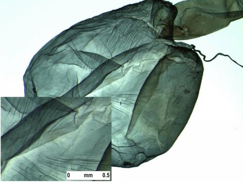 Réf. 229 710 : Conistra ligula
